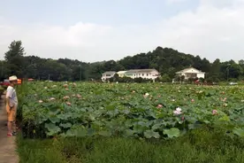 荷花香莲子甜！周立波故居的荷花越来越漂亮图片