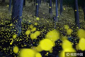 探秘日本“魔法森林”，萤火虫“精灵”演绎童话浪漫图片