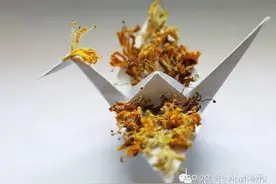 各种各样的千纸鹤折纸图片 让人眼界大开~图片