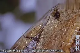世界最大琥珀亮相街头，一举创下世界纪录，美成这样谁还敢视频封面