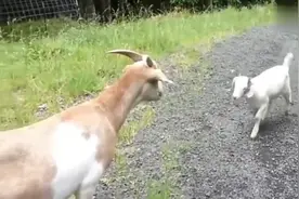 羊妈妈喊小羊吃奶，叫声好温柔