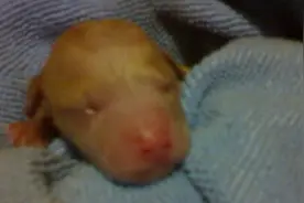 为省钱自己在家给狗狗剪毛，结果剪完后他就不理我了图片