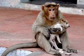 一只猴子收养了一只小狗，每天相依为命不分离，但马上就要被拆散图片