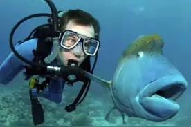 海底新任表情帝---苏眉！图片