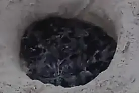 海滩上发现一个洞有黑东西 靠近一看太令人震惊图片