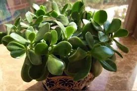 7种狗狗千万不能吃的植物，尤其是可能会致死的夜来香！图片