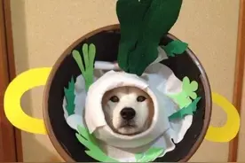 岛国人把汪星人祸害成这样招揽顾客，你的生意能好做吗图片