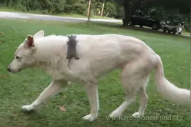 猕猴收养小狗，面对野狗勇敢奋战不让幼犬受欺负！图片