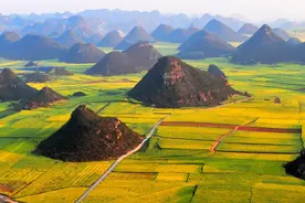 冬去春来罗平那一抹金阳，重庆出发3天自驾游，不准错过图片