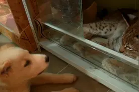 猞猁和小狗初次见面，吓得躲在柜子里：你出来，本汪保证不咬你视频封面