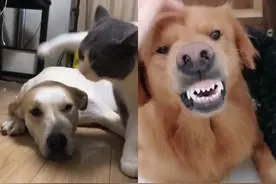 盘点抖音上超火的配音《哎呀妈呀脑瓜疼》已经超过100万人使用