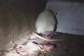 实拍老鼠生仔视频封面