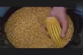 新一代剥玉米神器 一秒剥一根 简直不要太厉害！图片