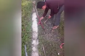 蛇精，十多斤重的过山峰（眼镜王蛇）啊