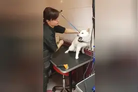 狗狗害怕疯狂吠叫想攻击美容医生，看医生是怎么安抚狗狗的视频封面