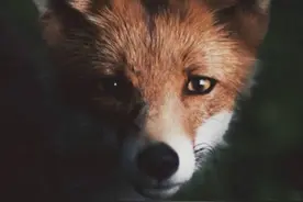 森林中动物的隐秘生活：松鼠忘情享用坚果（组图)图片