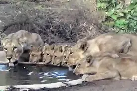 罕见!游客近距离捕捉濒危印度狮群饮水画面图片