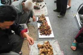 村民上山采来野蘑菇沿街卖图片
