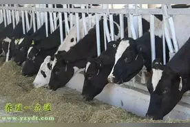 奶牛养殖奶牛五种常用饲料添加剂图片