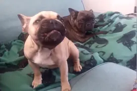 搞笑宠物：猫和狗打喷嚏合集视频封面