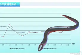 黄鳝：受灾情影响 鱼价波动较大——《水产前沿》2016年8月刊市场趋势图片
