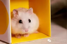 手把手教你养一只萌萌哒小仓鼠图片