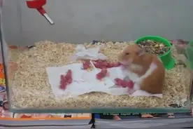 太奇怪了，仓鼠妈妈竟然把十几只刚出生的小仓鼠吃进嘴里视频封面