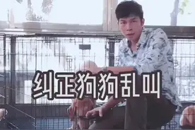 纠正狗狗乱叫抖音小助手 狗狗 拉布拉多