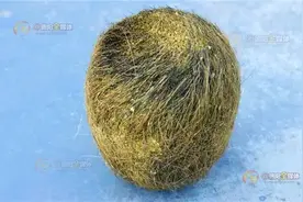 老母猪肚内惊现“名贵猪砂”？据说值钱得很？图片