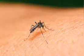 为什么白天明明没有蚊子，一到晚上却特别多？看完长见识了视频封面