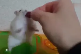 一位塞尔维亚的小姐姐热衷于人体彩绘，用身体绘出了神灯里的精灵视频封面