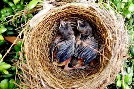 喜鹊的巢穴都建在树上，要碰到下雨天怎么办？看完恍然大悟视频封面
