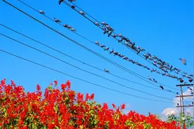 为什么鸟类停在电线上，却不会触电呢？今天总算知道了