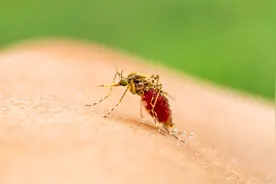 为什么蚊子喜欢在晚上出来，不在白天出来呢？今天总算知道了视频封面