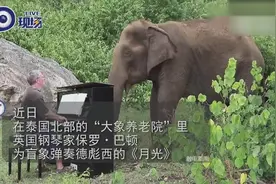 现实版版伯牙与钟子期！钢琴家为盲象演奏 画面很令人感动！视频封面