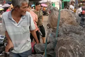 农村街边有人卖野生土黑蜂，2块5一个，你们见过这么大的蜂窝吗？视频封面