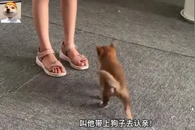 主人晒出自家狗认亲时的尴尬场面，柴犬：跪下磕头喊爹！视频封面