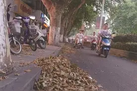 大夏天路边法桐纷纷落叶是啥情况？连日高温酷热少雨图片