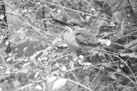 受伤翠鸟误入居民住房 遇好心村民救助放归自然图片