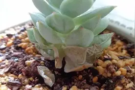夏季多肉叶片干黄怎么处理图片
