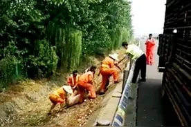 司机报警 车上高速丢了一头猪 天太热，“二师兄”跳车摔骨折图片