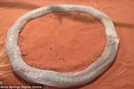 蟒蛇蜕皮呈环形 被死皮困整整三小时后逃脱（组图)图片