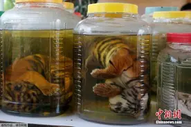 泰国警方接手“虎庙”调查 小虎仔被泡在瓶中（组图)图片