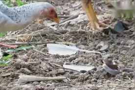 彪悍大公鸡大战眼镜蛇，几个回合啄死眼镜蛇并吃掉，真霸气！视频封面