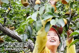 汝城文明小水果丰收季 游客商家慕名而至图片