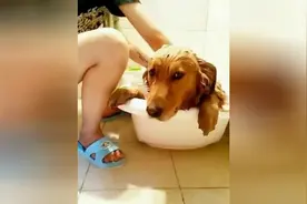 当主人要给躺在浴池里的狗狗洗澡时，二哈居然是这反应，太逗了图片