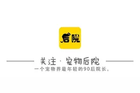 泰迪犬随着成长毛发发生改变，到底是无良小贩的伎俩还是什么原因图片