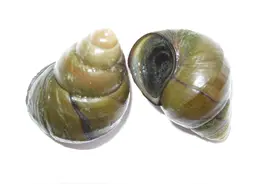 中国最知名几种淡水螺 有两种要注意区分图片