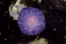 探险队深海探秘，发现神秘紫水球生物图片