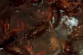 十三香油焖小龙虾！图片